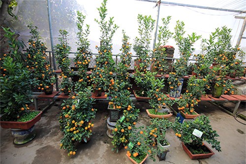 Cận cảnh quất mini không dưới 5 triệu đồng hút khách