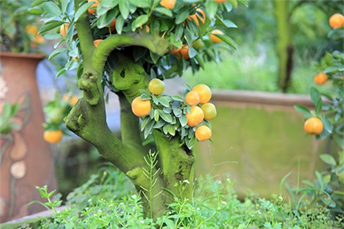 Cận cảnh quất mini không dưới 5 triệu đồng hút khách