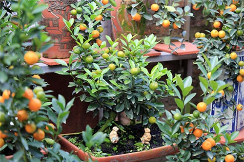 Cận cảnh quất mini không dưới 5 triệu đồng hút khách