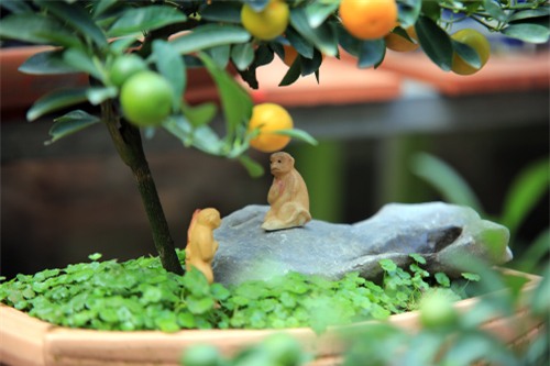 Cận cảnh quất mini không dưới 5 triệu đồng hút khách