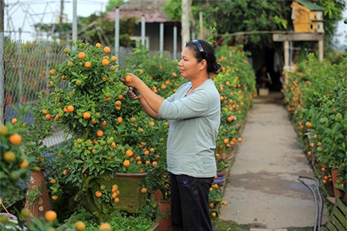 Cận cảnh quất mini không dưới 5 triệu đồng hút khách