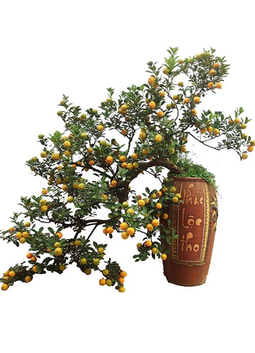 Cận cảnh quất mini không dưới 5 triệu đồng hút khách