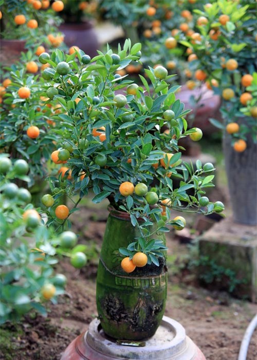 Cận cảnh quất mini không dưới 5 triệu đồng hút khách