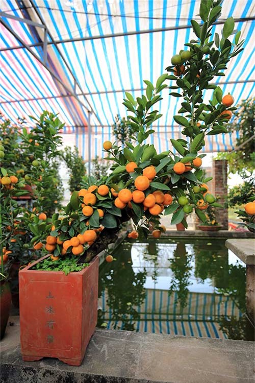 Cận cảnh quất mini không dưới 5 triệu đồng hút khách