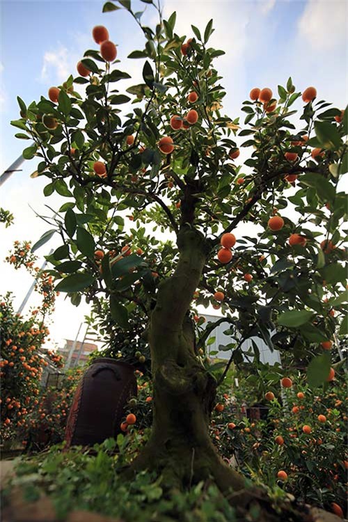 Cận cảnh quất mini không dưới 5 triệu đồng hút khách