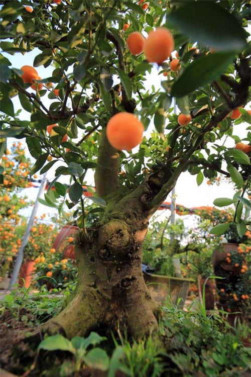 Cận cảnh quất mini không dưới 5 triệu đồng hút khách