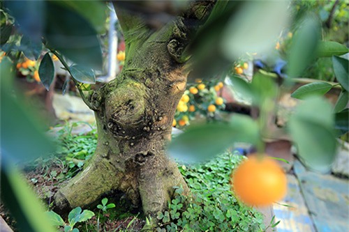 Cận cảnh quất mini không dưới 5 triệu đồng hút khách