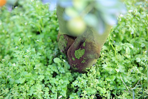 Cận cảnh quất mini không dưới 5 triệu đồng hút khách