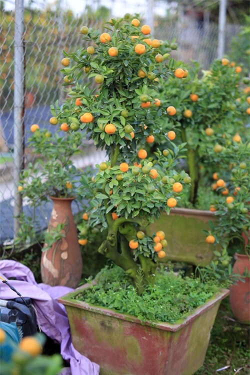 Cận cảnh quất mini không dưới 5 triệu đồng hút khách