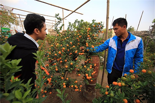 Cận cảnh quất mini không dưới 5 triệu đồng hút khách