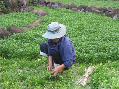 Rau siêu sạch. xã Gio An, huyện Gio Linh