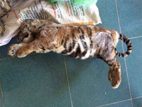 Rao bán hổ, gấu trên Facebook, kiểm tra chỉ ra… xương chó - 3