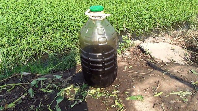 rau muống bẩn, rau muống tưới nhớt