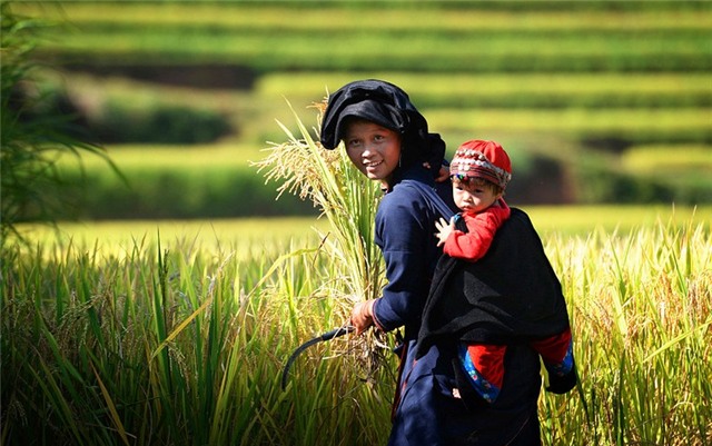 Vẻ đẹp vùng đất Hoàng Su Phì