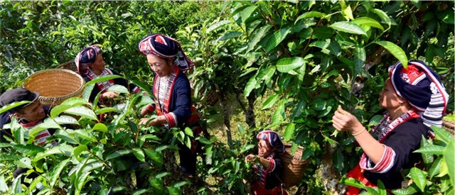 Vẻ đẹp vùng đất Hoàng Su Phì