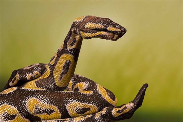 999 hinh anh "coi chung nhin nham" (151-160) hinh anh 9