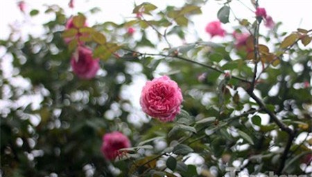 hồng cổ Sapa, chơi Tết, hồng-cổ-Sapa, chơi-Tết