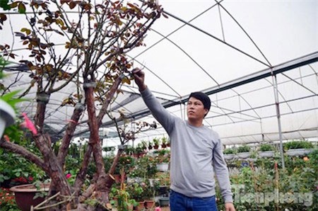 hồng cổ Sapa, chơi Tết, hồng-cổ-Sapa, chơi-Tết