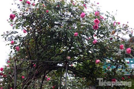 hồng cổ Sapa, chơi Tết, hồng-cổ-Sapa, chơi-Tết