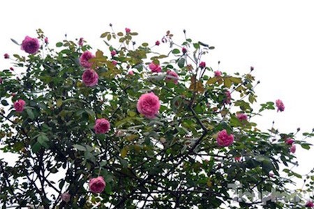 hồng cổ Sapa, chơi Tết, hồng-cổ-Sapa, chơi-Tết