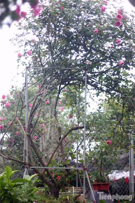 hồng cổ Sapa, chơi Tết, hồng-cổ-Sapa, chơi-Tết