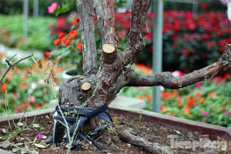 hồng cổ Sapa, chơi Tết, hồng-cổ-Sapa, chơi-Tết