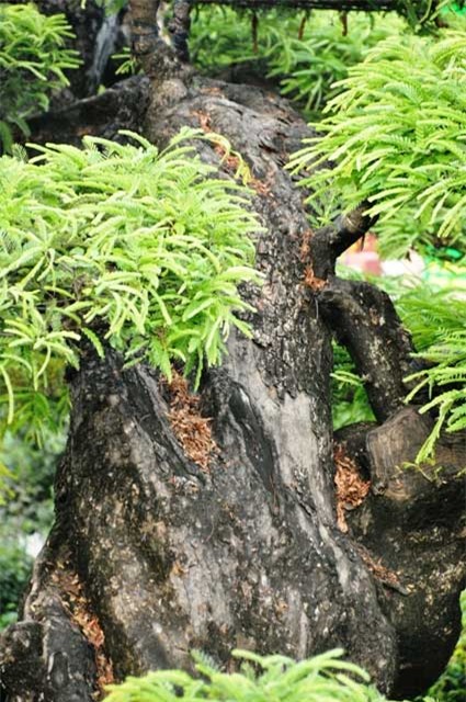 ngam cay me “long giang” gia bac ty o sai gon hinh anh 10