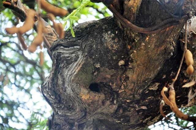 ngam cay me “long giang” gia bac ty o sai gon hinh anh 9