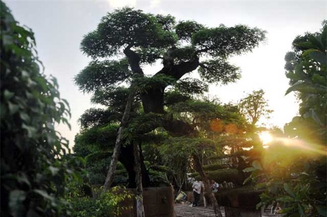 ngam cay me “long giang” gia bac ty o sai gon hinh anh 14