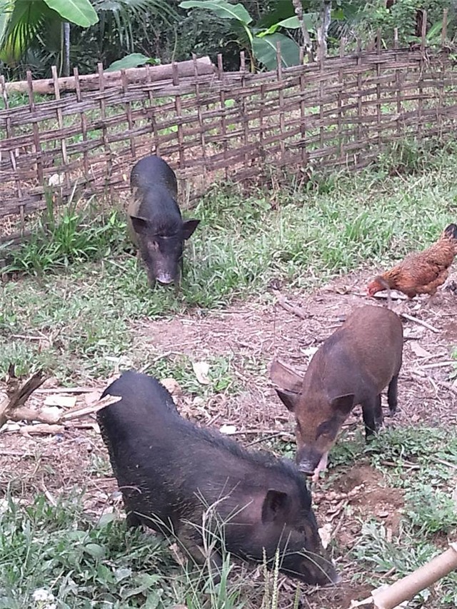 đặc sản lợn rừng, gà rừng, đặc sản, lợn mán, Tết nguyên đán, gà Đông Tảo, thuốc tăng trọng,đặc-sản-lợn-rừng, gà-rừng, đặc-sản, Tết-nguyên-đán, gà-Đông-Tảo, thuốc-tăng-trọng