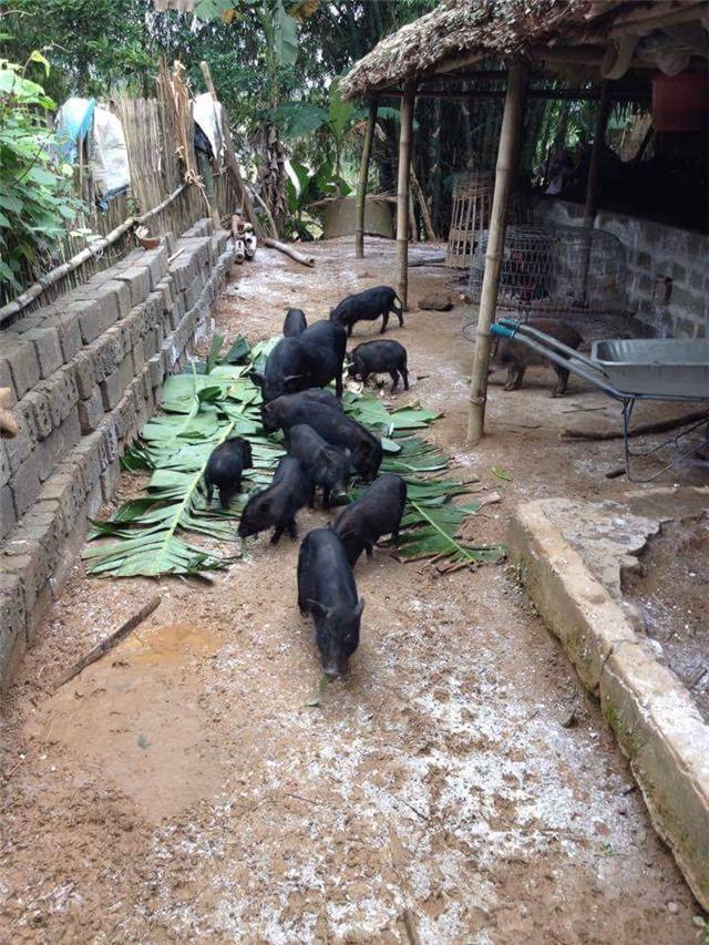 đặc sản lợn rừng, gà rừng, đặc sản, lợn mán, Tết nguyên đán, gà Đông Tảo, thuốc tăng trọng,đặc-sản-lợn-rừng, gà-rừng, đặc-sản, Tết-nguyên-đán, gà-Đông-Tảo, thuốc-tăng-trọng