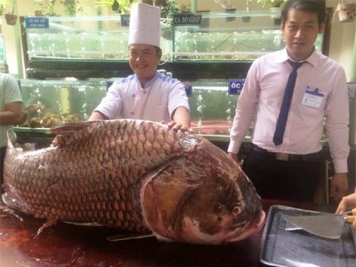 cá hô, cá hô khủng, cá khủng