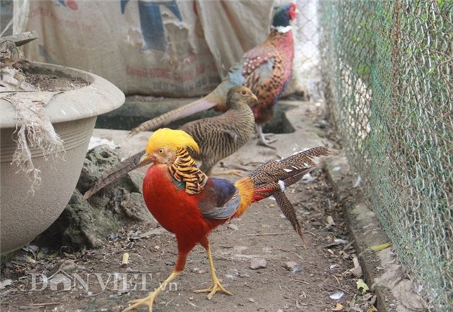 nha giau san lung chim tri 9 mau gia 