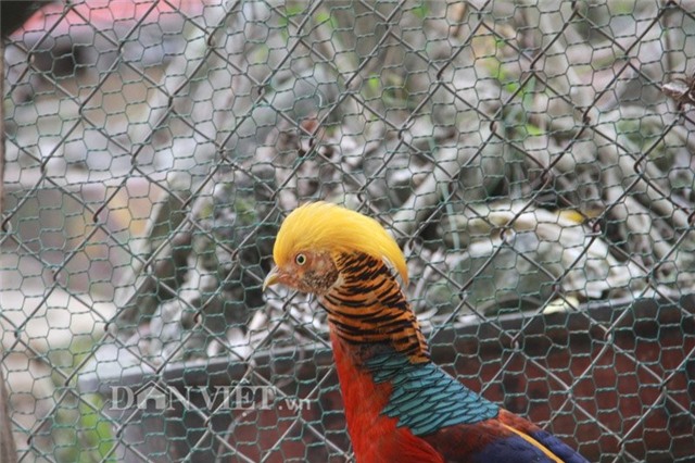 nha giau san lung chim tri 9 mau gia 