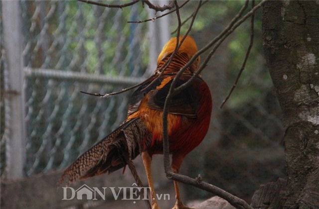 nha giau san lung chim tri 9 mau gia 