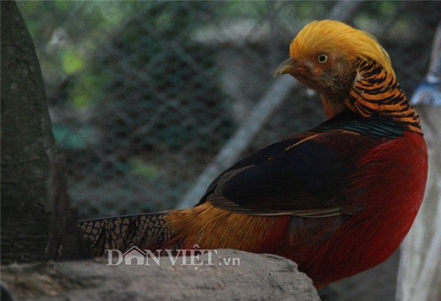 nha giau san lung chim tri 9 mau gia 