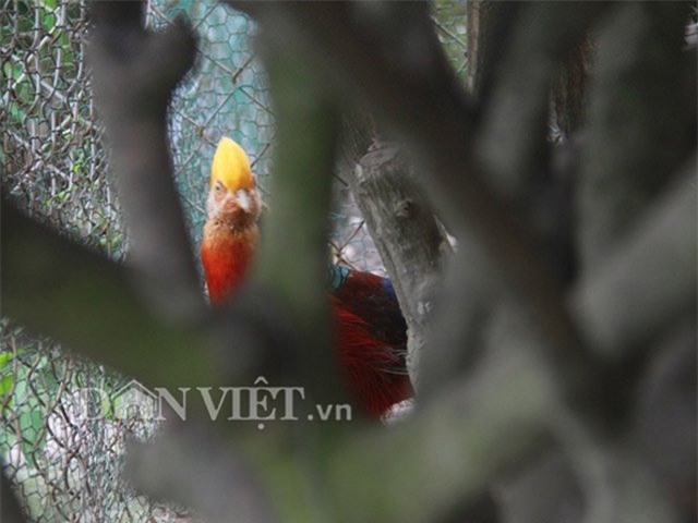 nha giau san lung chim tri 9 mau gia 