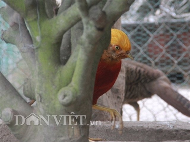 nha giau san lung chim tri 9 mau gia 