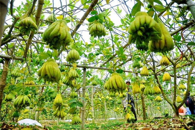 Cận cảnh vườn Phật thủ trị giá hàng tỷ của người dân Đắc Sở - Ảnh 1