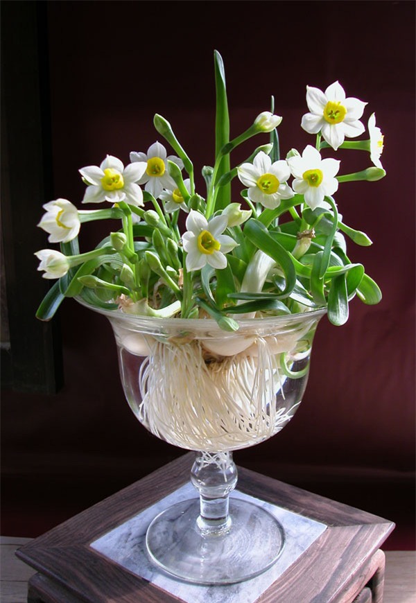 gọt thủy tiên 2