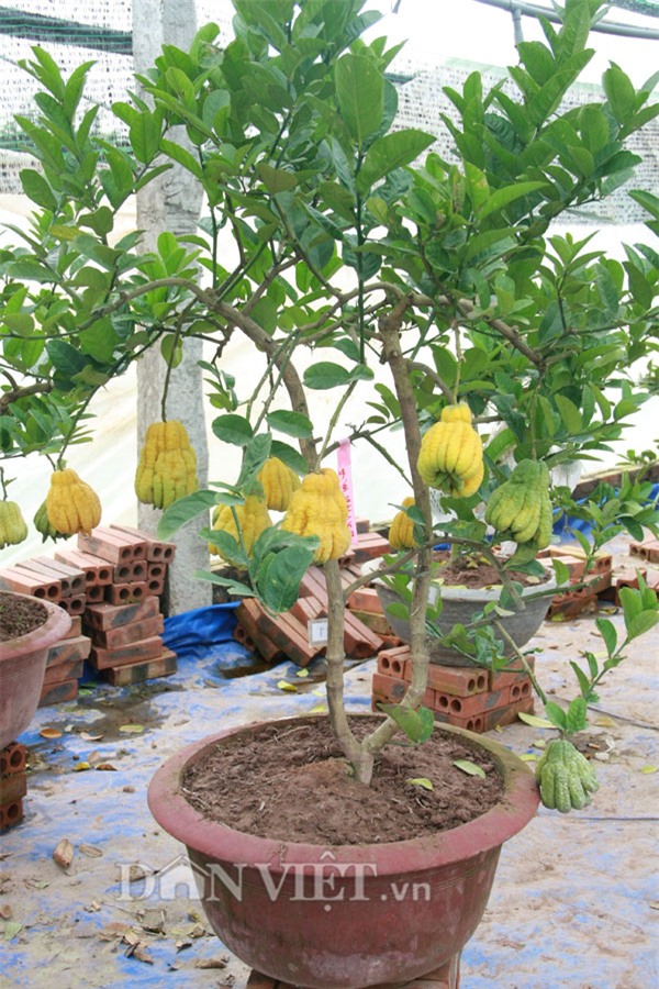 vao vuon phat thu bonsai nghin cay gia bac trieu van hut khach hinh anh 12