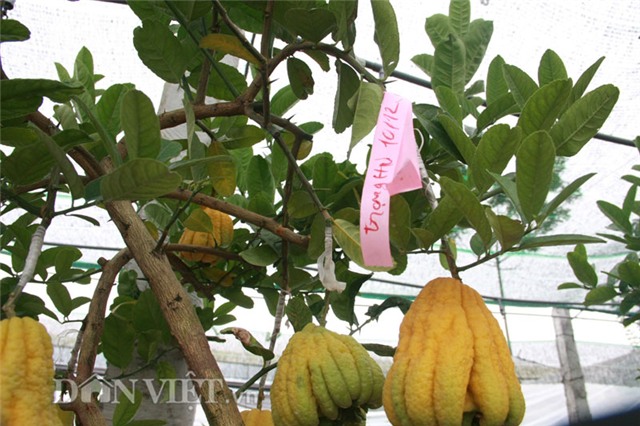 vao vuon phat thu bonsai nghin cay gia bac trieu van hut khach hinh anh 13