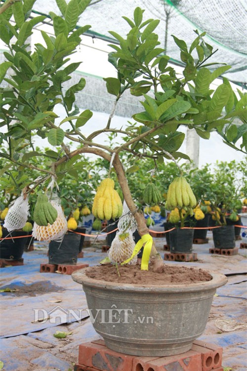 vao vuon phat thu bonsai nghin cay gia bac trieu van hut khach hinh anh 15