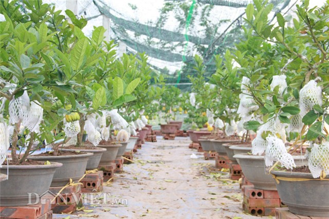 vao vuon phat thu bonsai nghin cay gia bac trieu van hut khach hinh anh 18