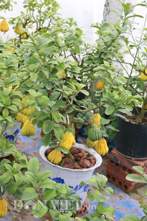 vao vuon phat thu bonsai nghin cay gia bac trieu van hut khach hinh anh 19