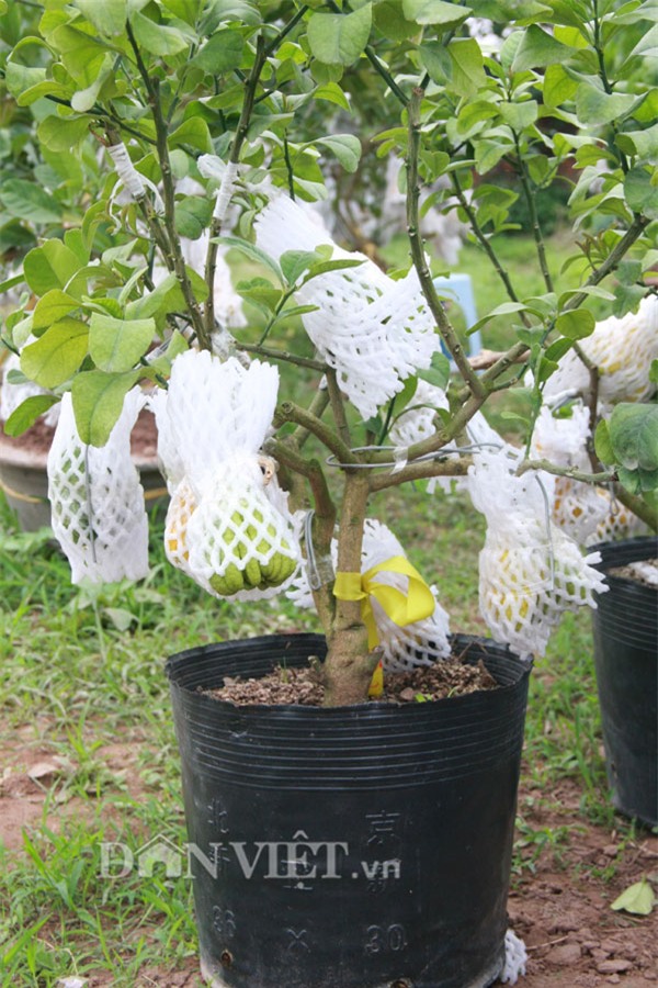 vao vuon phat thu bonsai nghin cay gia bac trieu van hut khach hinh anh 22