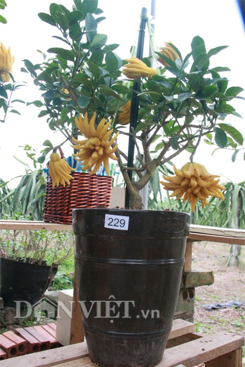 vao vuon phat thu bonsai nghin cay gia bac trieu van hut khach hinh anh 4