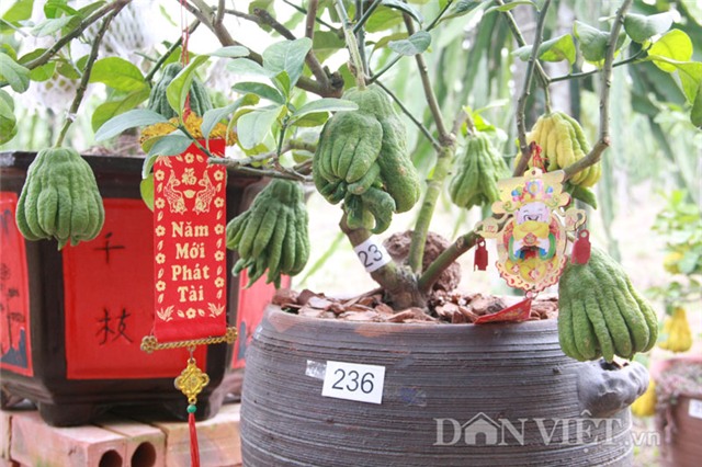 vao vuon phat thu bonsai nghin cay gia bac trieu van hut khach hinh anh 5