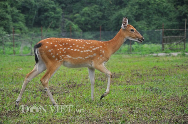 lung mua huou rung gia "mem" lam dac san an tet hinh anh 3