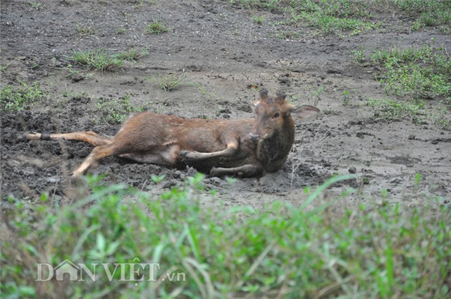 lung mua huou rung gia 